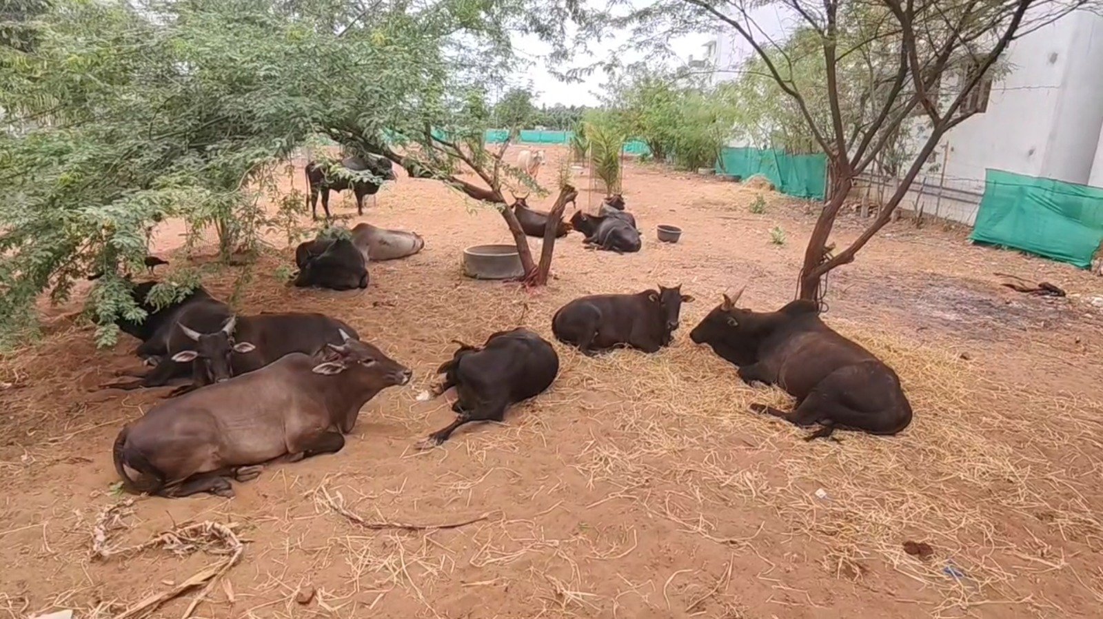 திருப்புவனத்தில் இளைஞர்கள் இணைந்து இரண்டு ஏக்கரில் கோயில் மாடுகளுக்காக கோசாலை அமைப்பு