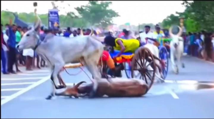 காரைக்குடி கழனிவாசல் மாட்டு வண்டிப் பந்தயத்தில் வழுக்கி விழுந்தும் ஓடி வந்து பரிசை தட்டிச் சென்ற காளை