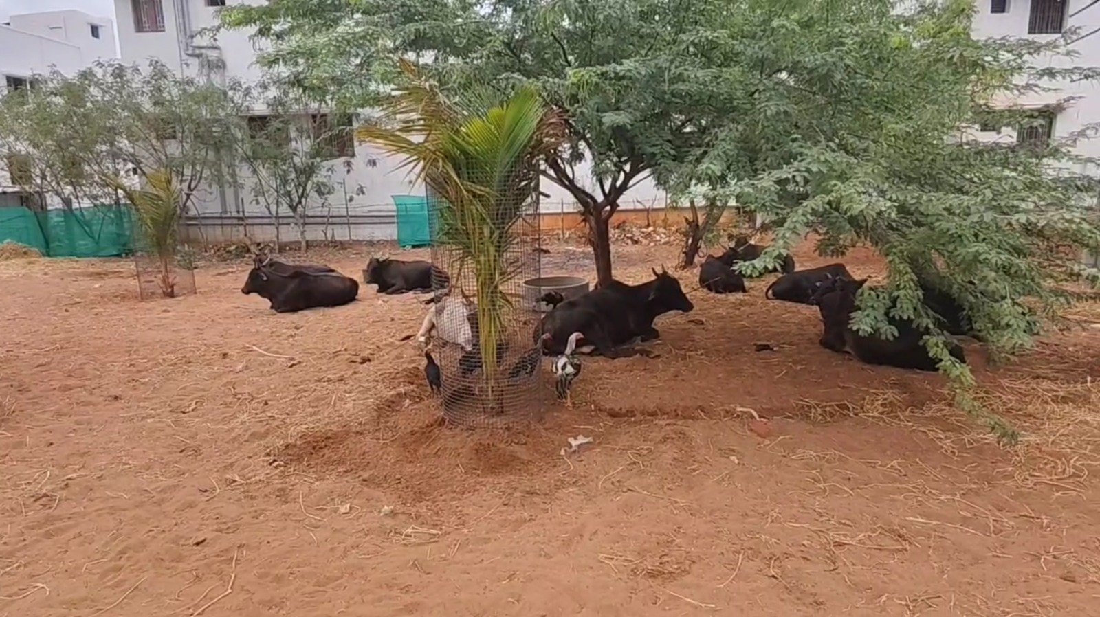 திருப்புவனத்தில் இளைஞர்கள் இணைந்து இரண்டு ஏக்கரில் கோயில் மாடுகளுக்காக கோசாலை அமைப்பு