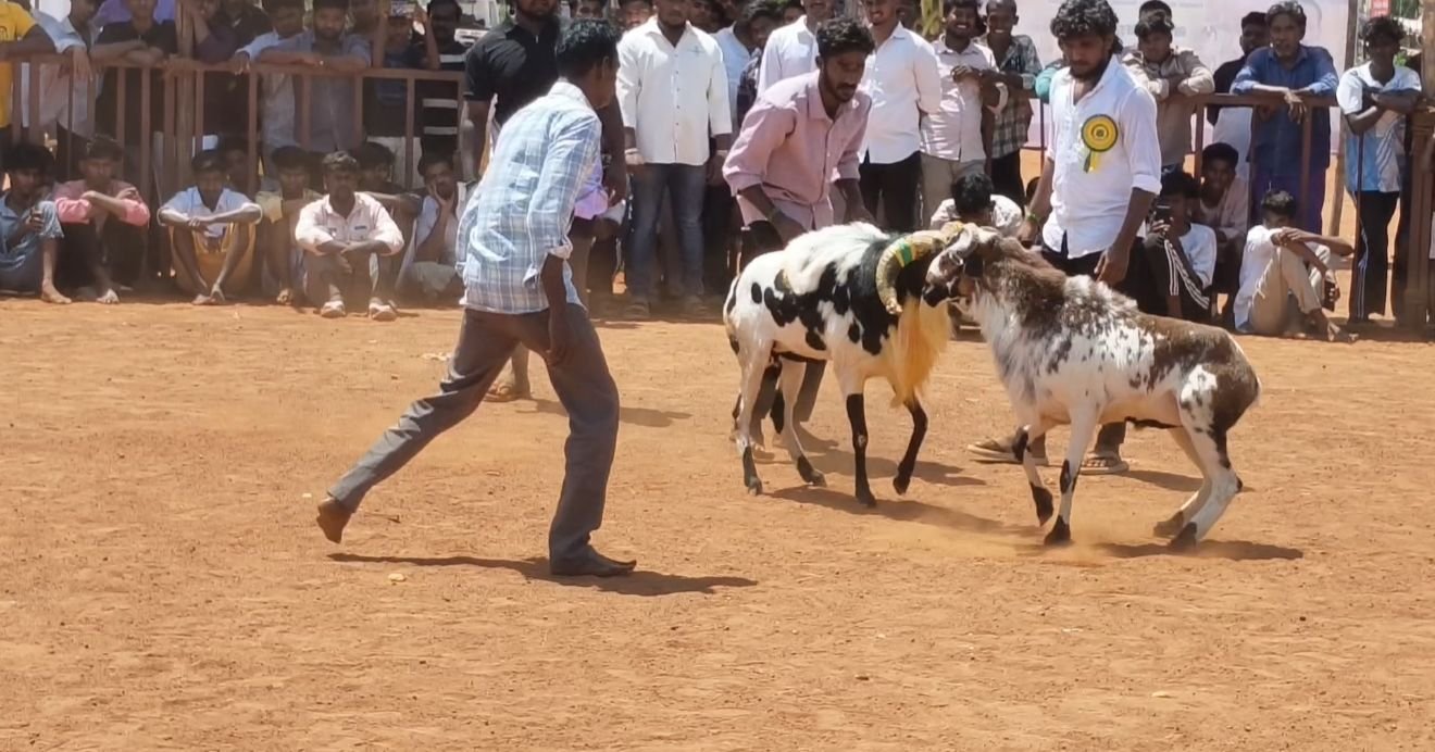 காரைக்குடியில் நடைபெற்ற கிடாய் சண்டை போட்டி