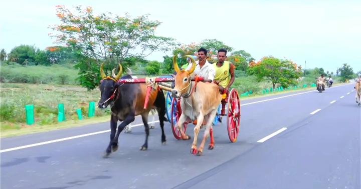 தென்மாபட்டில் மாட்டுவண்டி எல்லைப் பந்தயம்