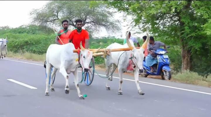 காளையார்கோவிலில்  மாட்டுவண்டி எல்லைப் பந்தயம்
