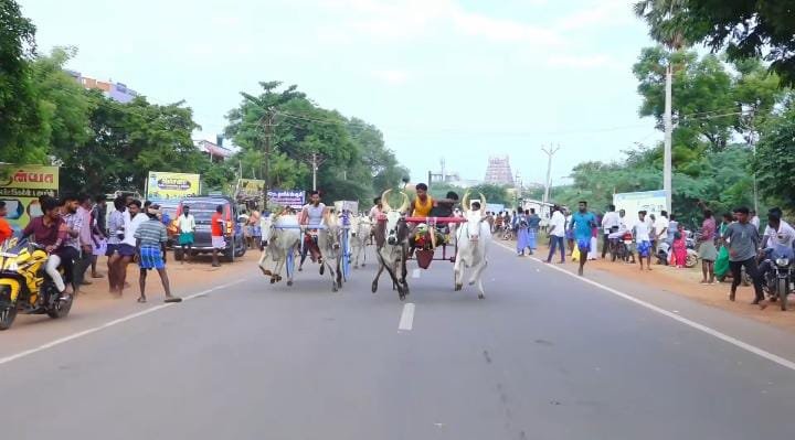 காளையார்கோவிலில்  மாட்டுவண்டி எல்லைப் பந்தயம்