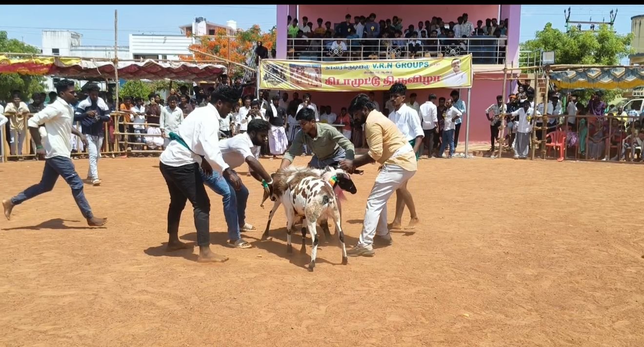 காரைக்குடியில் நடைபெற்ற கிடாய் சண்டை போட்டி